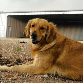Golden Retriever Dogs Available for Adoption in Oregon, Wisconsin - Lucy | PetCurious