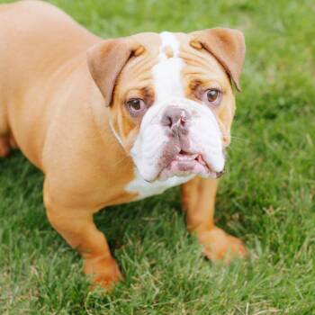 Ogilvie -  English Bulldog Dog for Adoption in Northbrook, Illinois - Ogilvie | PetCurious