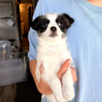 Chihuahua and Maltese Dogs Available for Adoption in Trenton, Georgia - Harley | PetCurious