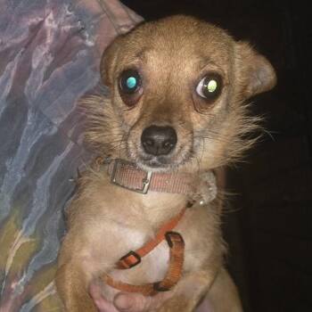 Jolene and brother Fat Boy Courtesy Listing -  Chihuahua Dog for Adoption in Midland, Michigan - Jolene And Brother Fat Boy Courtesy Listing | PetCurious