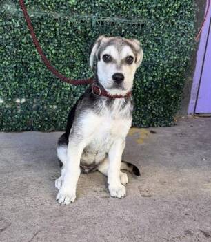 61787016 -  German Shepherd Dog and Mixed Breed Dog for Adoption in El Paso, Texas - 61787016 | PetCurious