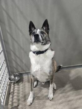 Dixon -  Australian Cattle Dog Blue Heeler Dog for Adoption in Littleton, Colorado - Dixon | PetCurious