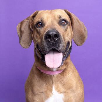 Mixed Breed Dogs Available for Adoption - Annie | PetCurious