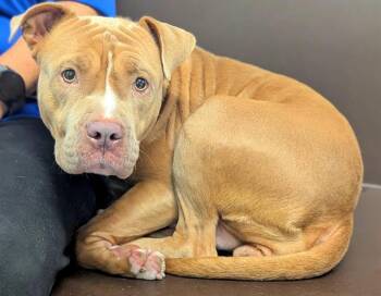 Rescue American Staffordshire Terrier Dogs for Adoption in Fort Lauderdale, Florida - PAIGE | PetCurious