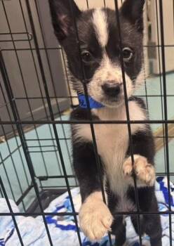 Siberian Husky and German Shepherd Dog Dogs Available for Adoption in Hobart, Indiana - Chili Cheese | PetCurious