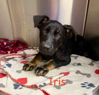 German Shepherd Dog Dogs Available for Adoption in Semmes, Alabama - Iris | PetCurious
