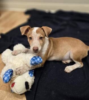 Rescue Retriever Dogs for Adoption in Woodstock, Illinois - Reagan | PetCurious