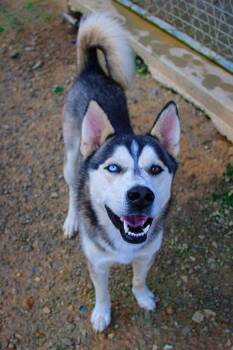 Zeus -  Husky Dog for Adoption in Morgantown, Kentucky - Zeus | PetCurious