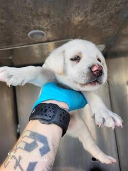 CHRISTINA -  Labrador Retriever Dog for Adoption in San Antonio, Texas - CHRISTINA | PetCurious