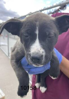 Pipsqueak -  Pit Bull Terrier Dog for Adoption in Victorville, California - Pipsqueak | PetCurious