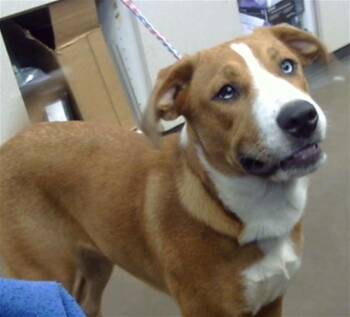 KODAK -  Mixed Breed Dog for Adoption in Dallas, Texas - KODAK | PetCurious
