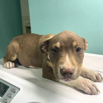Pit Bull Terrier Dogs Available for Adoption in Cabot, Arkansas - (Found)Brook | PetCurious