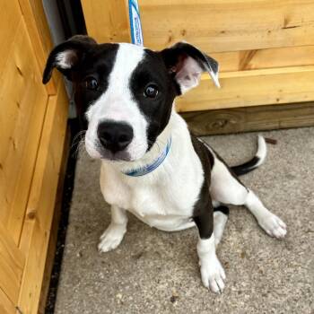 Mixed Breed Dogs Available for Adoption in Union, Missouri - Boyfriend K11 | PetCurious