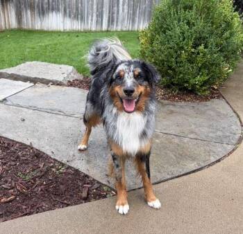 Milo -  Australian Shepherd Dog for Adoption in Owen Sound, Ontario - Milo | PetCurious