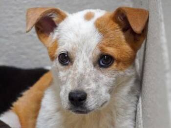 Mixed Breed Dogs Available for Adoption - JACKS | PetCurious