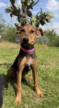 Ashley -  Shepherd Dog for Adoption in Rollingwood, Texas - Ashley | PetCurious