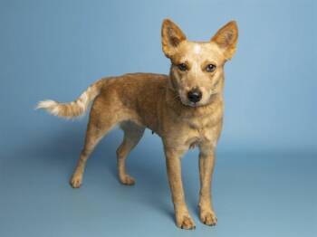 Australian Cattle Dog Blue Heeler Dogs Available for Adoption in Phoenix, Arizona - CHABELLA | PetCurious
