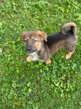 Toffee -  Bernadoodle and Australian Shepherd Dog Available for Adoption - Toffee | PetCurious