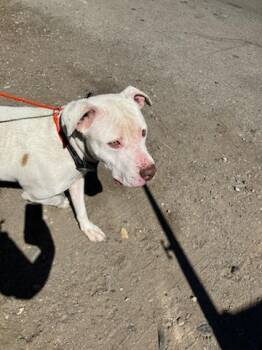 TANK -  Pit Bull Terrier Dog for Adoption in Stockton, California - TANK | PetCurious