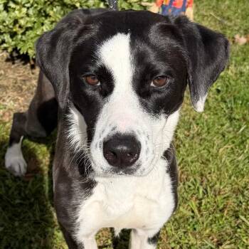 Peggy -  Labrador Retriever and Mixed Breed Dog for Adoption in Calverton, New York - Peggy | PetCurious