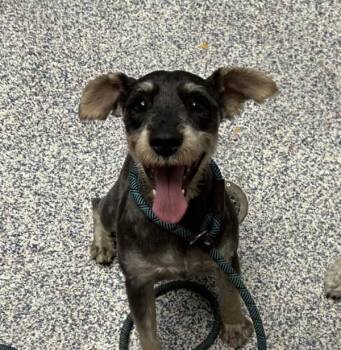 Bruno -  Schnauzer Dog for Adoption in Golden, Colorado - Bruno | PetCurious