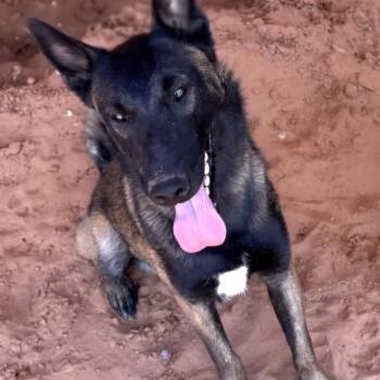 Flint -  Belgian Shepherd Malinois Dog for Adoption in Kanab, Utah - Flint | PetCurious