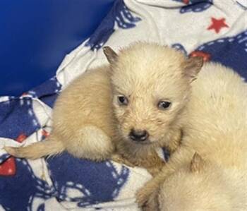 CREAM -  Siberian Husky Dog for Adoption in Houston, Texas - CREAM | PetCurious