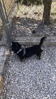 Dachshund Dogs Available for Adoption in Las Vegas, Nevada - Violet | PetCurious
