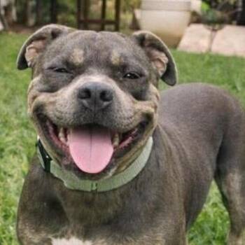 Millie -  American Staffordshire Terrier Dog for Adoption in Cleveland, Texas - Millie | PetCurious