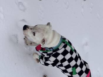 American Bulldog and Dogo Argentino Dogs Available for Adoption - Alfie | PetCurious