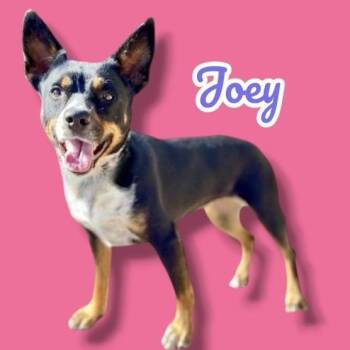 Australian Cattle Dog Blue Heeler and Mixed Breed Dogs Available for Adoption in Scottsdale, Arizona - Joey (F) | PetCurious
