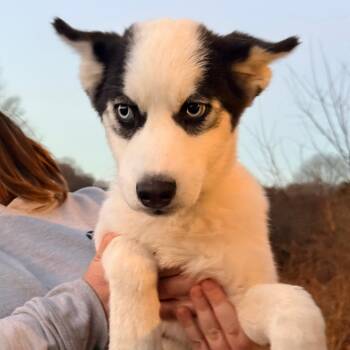 Rescue Husky Dogs for Adoption in Stormville, New York - CT Boris | PetCurious