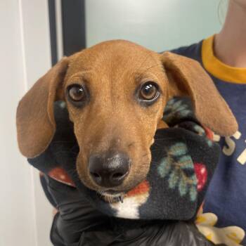 Mercy -  Dachshund Dog for Adoption in Abilene, Texas - Mercy | PetCurious