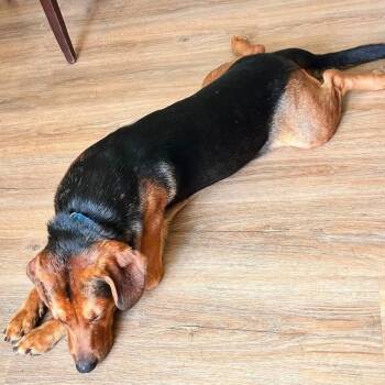 Witness -  Mixed Breed Dog for Adoption in Fredericksburg, Virginia - Witness | PetCurious