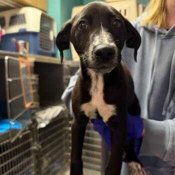 Avalanche -  Border Collie and Whippet Dog for Adoption in Lenexa, Kansas - Avalanche | PetCurious