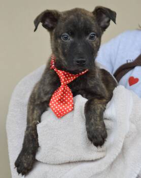Shepherd Dogs Available for Adoption - Loverboy | PetCurious