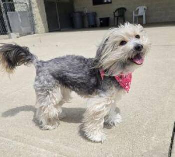 Maltese and Yorkshire Terrier Dogs Available for Adoption in Bucyrus, Ohio - June Bug | PetCurious