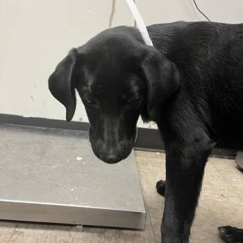 Quincy -  Black Labrador Retriever and Mixed Breed Dog for Adoption in Birmingham, Alabama - Quincy | PetCurious