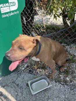 Rescue American Bulldog and Mixed Breed Dogs for Adoption in Doral, Florida - WEYU | PetCurious