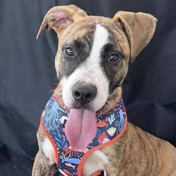 Dude (20260917-07) -  Boxer Dog for Adoption in Niagara Falls, Ontario - Dude (20260917-07) | PetCurious