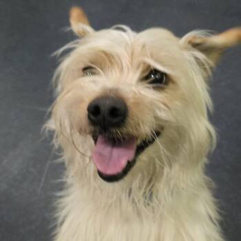 Yorkie Poo Dogs Available for Adoption - Jojo  | PetCurious