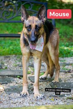 Mouse -  German Shepherd Dog Dog for Adoption in Sevierville, Tennessee - Mouse | PetCurious