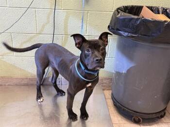 MACY -  American Staffordshire Terrier and Mixed Breed Dog for Adoption in Grand Prairie, Texas - MACY | PetCurious