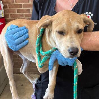 Ceilia -  Labrador Retriever Dog for Adoption in Birmingham, Alabama - Ceilia | PetCurious