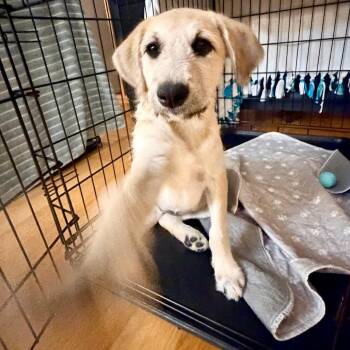 Whoopie -  Mixed Breed Dog for Adoption in Buffalo, Minnesota - Whoopie | PetCurious