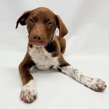 770 (2026) Shirley -  Australian Shepherd and Mixed Breed Dog for Adoption in Parker, Colorado - 770 (2026) Shirley | PetCurious