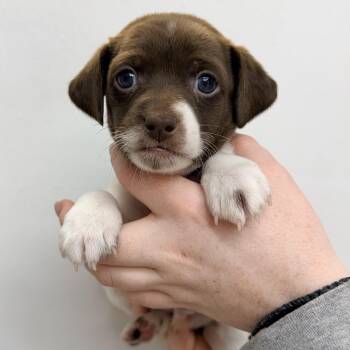 Snorlax -  Mixed Breed Dog for Adoption in Las Vegas, Nevada - Snorlax | PetCurious