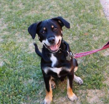 Solomon -  Terrier Dog for Adoption in Colleyville, Texas - Solomon | PetCurious