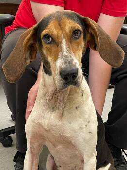 Rescue Treeing Walker Coonhound Dogs for Adoption in Covington, Virginia - Tricia | PetCurious