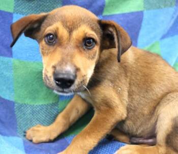 Bay -  Shepherd Dog for Adoption in Thief River Falls, Minnesota - Bay | PetCurious